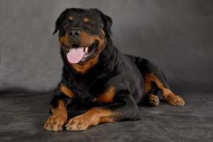 Rottweiler Pack 2 Wallpaper screenshot 2