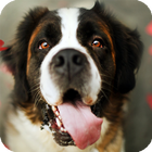 Saint Bernard Dog Wallpaper-icoon