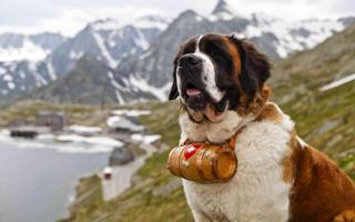 Saint Bernard Dog Wallpaper captura de pantalla 2