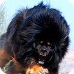 Tibetan Mastiff Dog Wallpaper