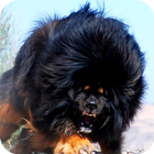 Tibetan Mastiff Dog Wallpaper icône