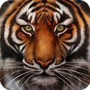Tiger Live Wallpaper HD APK