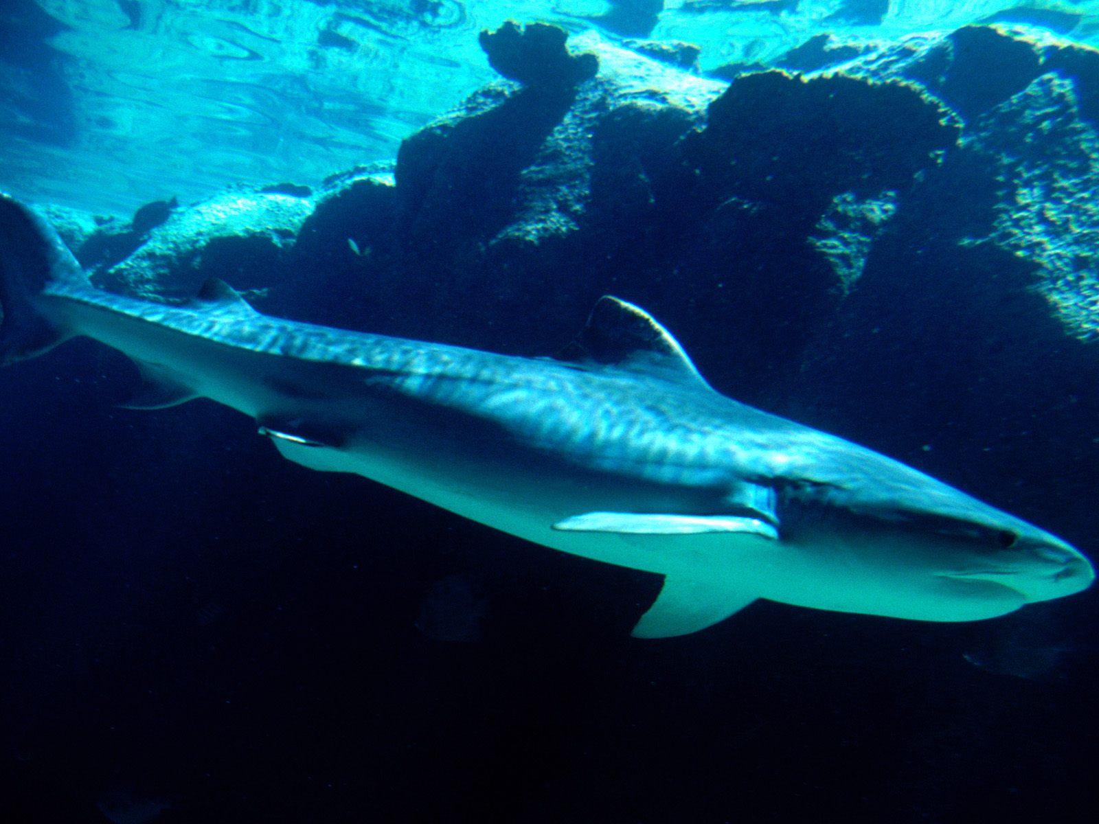 Descarga de APK de Tiger Shark Live Wallpaper para Android