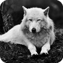 White Wolf Live Wallpaper APK