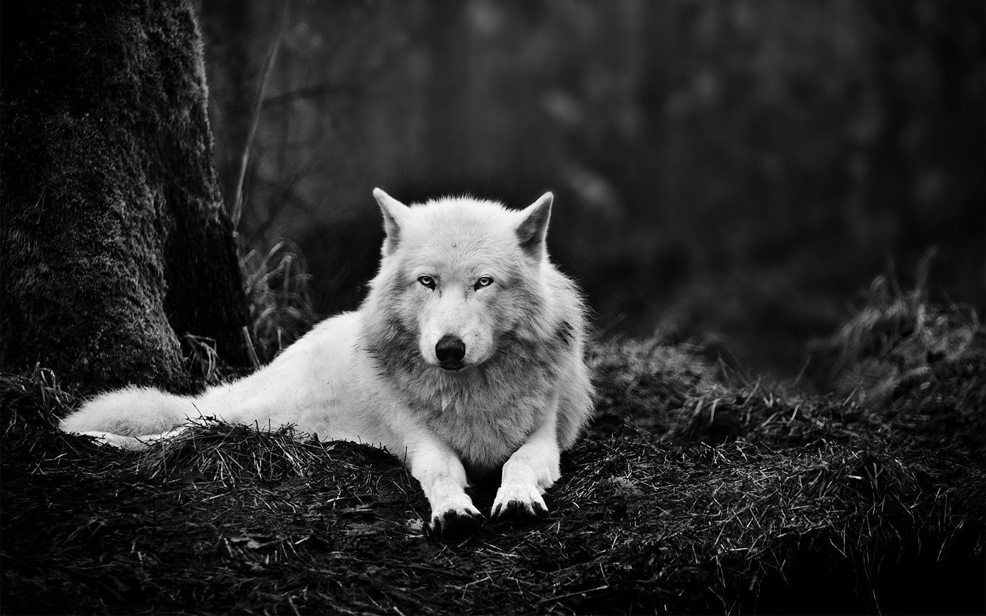 Living wolfs. Белый волк. Черный волк. Картинки на рабочий стол. Черный волк обои.