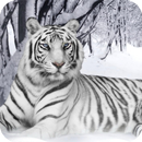 White Tiger HD Live Wallpaper APK