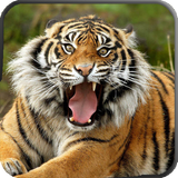 Wild Animals HD Live Wallpaper icône