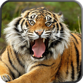 Wild Animals HD Live Wallpaper icon