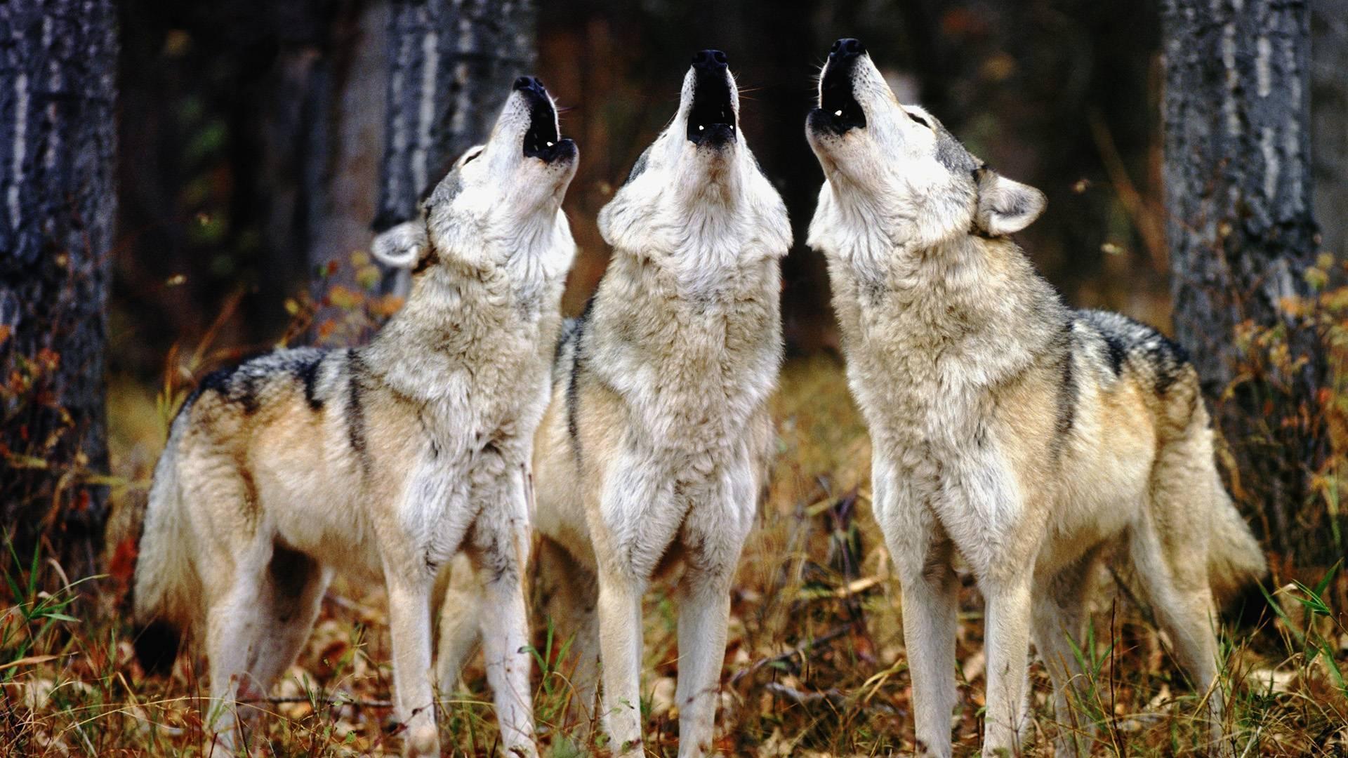 Living wolfs. Волки. Воющий волк. Волки стая. Стая Волков.