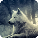 Dark Forest Wolf Wallpapers APK