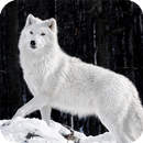 Wolf Pack 5 HD Live Wallpaper APK