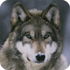 Wolf Pack 3 HD Live Wallpaper آئیکن