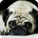 Pug Dog HD Live Wallpaper aplikacja