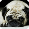 Pug Dog HD Live Wallpaper