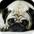 Pug Dog HD Live Wallpaper icône