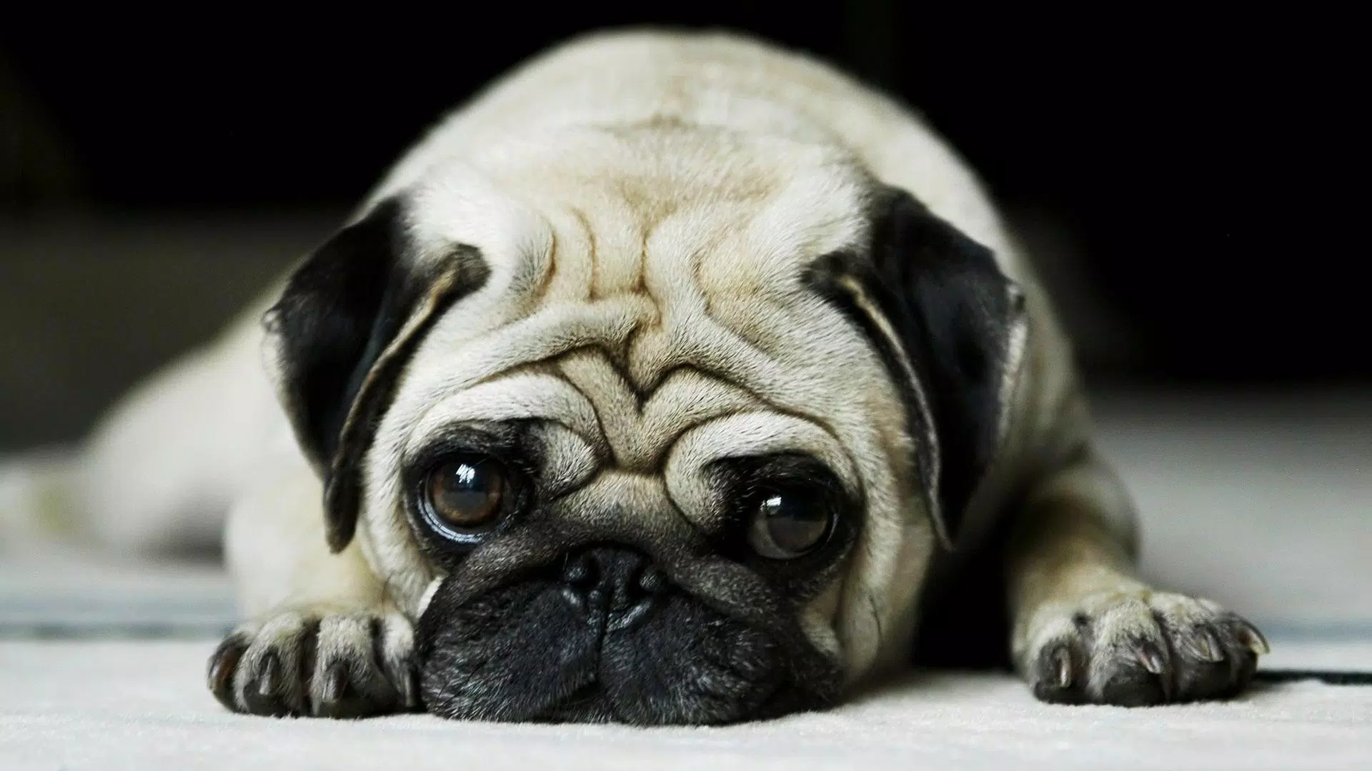 Tải xuống APK Pug Dog HD Live Wallpaper cho Android