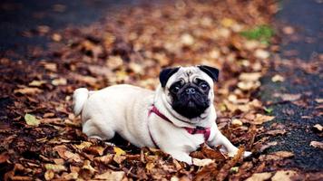 3 Schermata Pug Dog HD Live Wallpaper