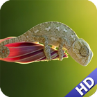 Chameleon Wallpaper biểu tượng