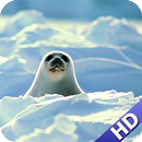 Baby Seal Pack 2 Wallpaper APK