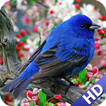 Bird And Flowers Wallpaper