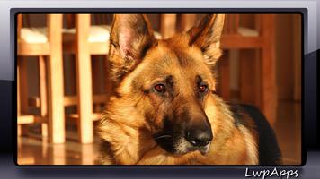 German Shepherd Wallpaper ポスター