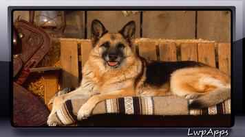 German Shepherd Wallpaper スクリーンショット 1