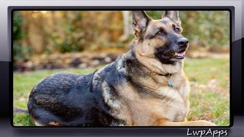 German Shepherd Wallpaper スクリーンショット 2