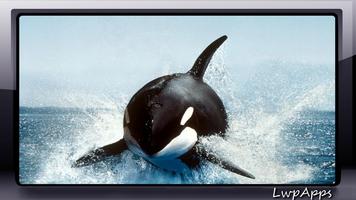 Orca Wallpaper اسکرین شاٹ 1