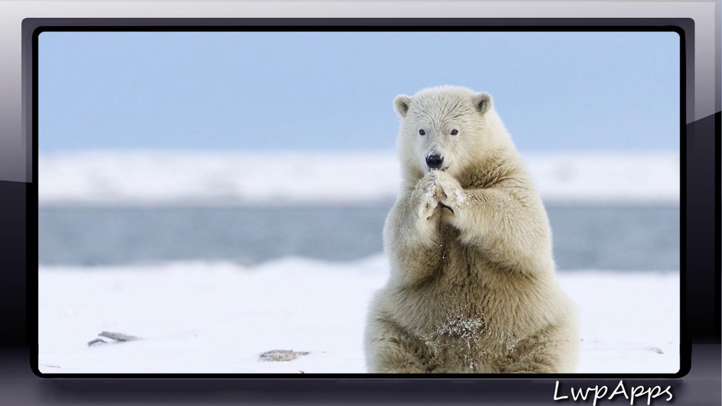 Polar Bear Wallpaper Fur Android Apk Herunterladen