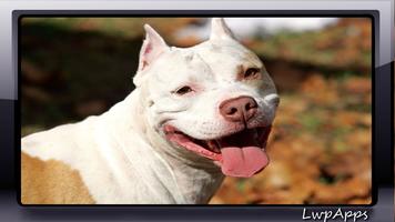 Pitbull Pack 2 Wallpaper पोस्टर