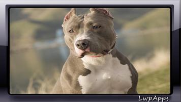 Pitbull Pack 2 Wallpaper स्क्रीनशॉट 1