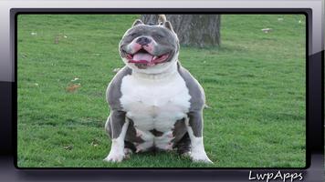 Pitbull Pack 2 Wallpaper स्क्रीनशॉट 2