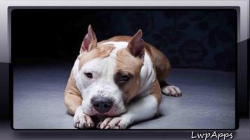 Pitbull Pack 2 Wallpaper स्क्रीनशॉट 3