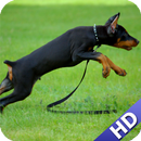 Pinscher Wallpaper APK