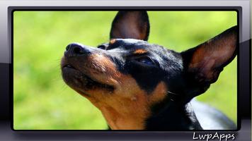 Pinscher Wallpaper স্ক্রিনশট 3