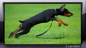 Pinscher Wallpaper পোস্টার