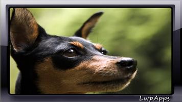 Pinscher Wallpaper স্ক্রিনশট 1