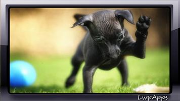 Pinscher Wallpaper স্ক্রিনশট 2