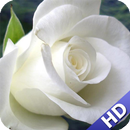 White Rose Pack 2 Wallpaper APK