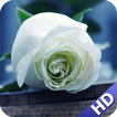 White Rose Wallpaper
