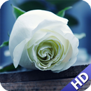 White Rose Wallpaper APK