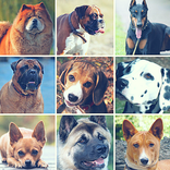 Dog Breeds Quiz