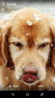 Labrador Live Wallpaper تصوير الشاشة 1