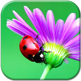 Ladybug HD Live Wallpaper icône