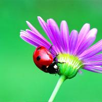 Ladybug HD Live Wallpaper poster