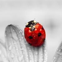 Ladybug HD Live Wallpaper capture d'écran 1