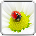 Ladybug Live Wallpaper icône