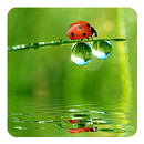 Ladybug Live Wallpaper APK