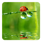 Ladybug Live Wallpaper আইকন