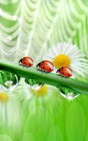 Ladybug Live Wallpaper 스크린샷 1